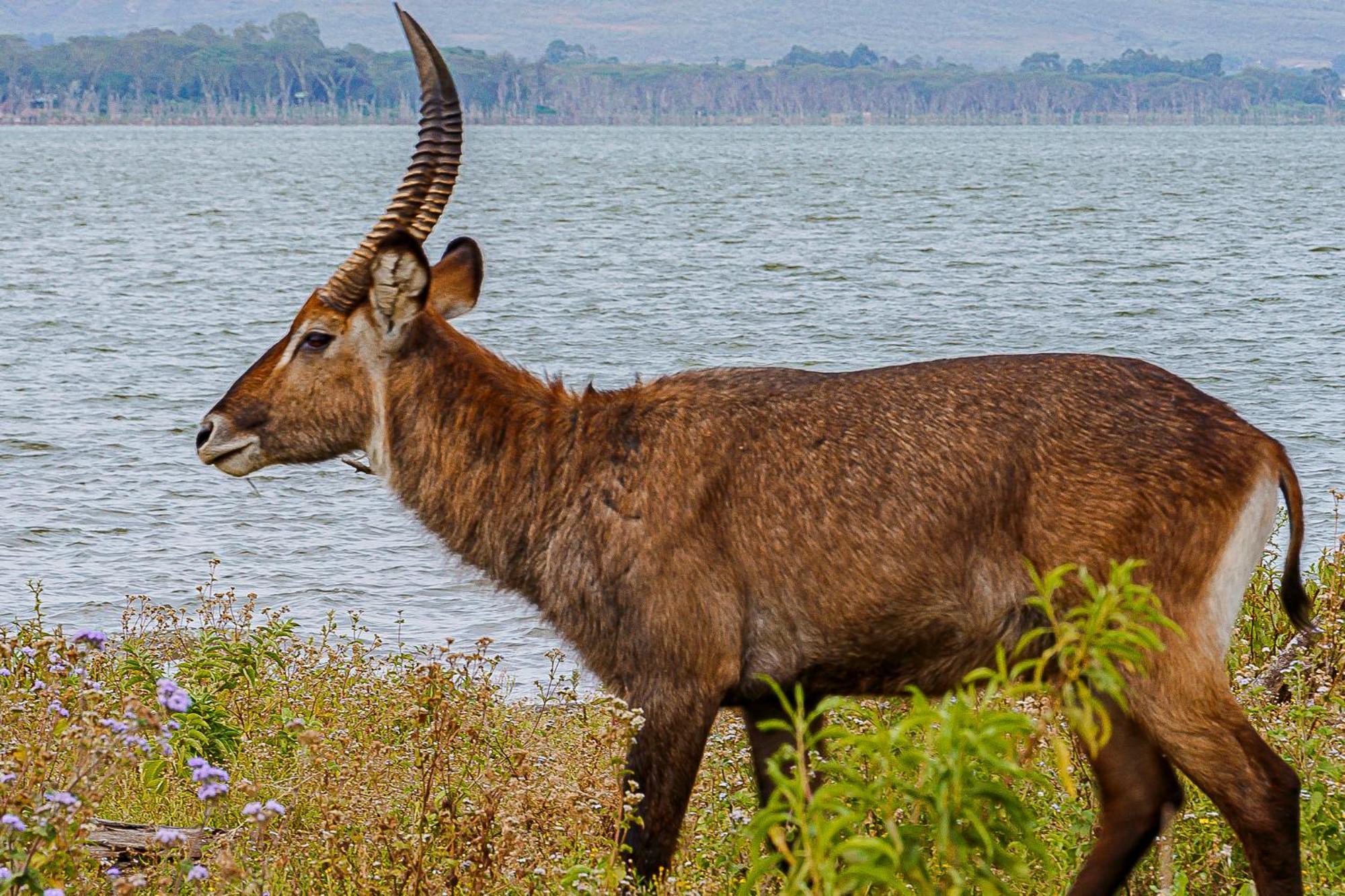 Karagite Muthu Lake Naivasha Country Club, Naivasha מראה חיצוני תמונה